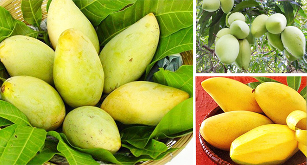 7 trái cây đặc sản không nên bỏ lỡ khi du lịch tết miền tây